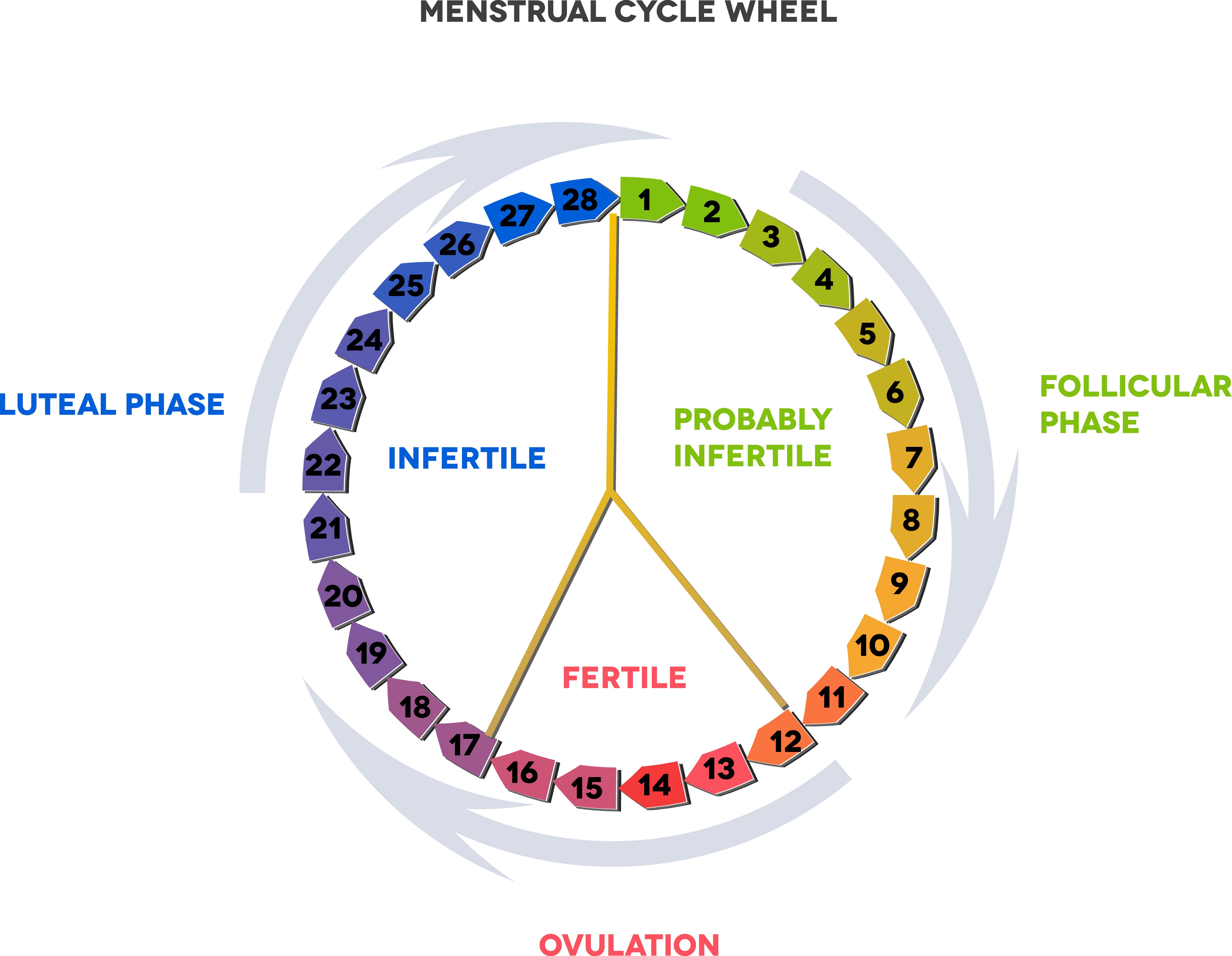 ever wondered how many months do you ovulate? we've got the answer!